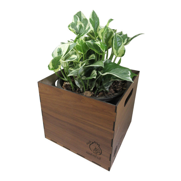 گیاه طبیعی پوتوس مینیاتوری ناردونه کد AB - M01