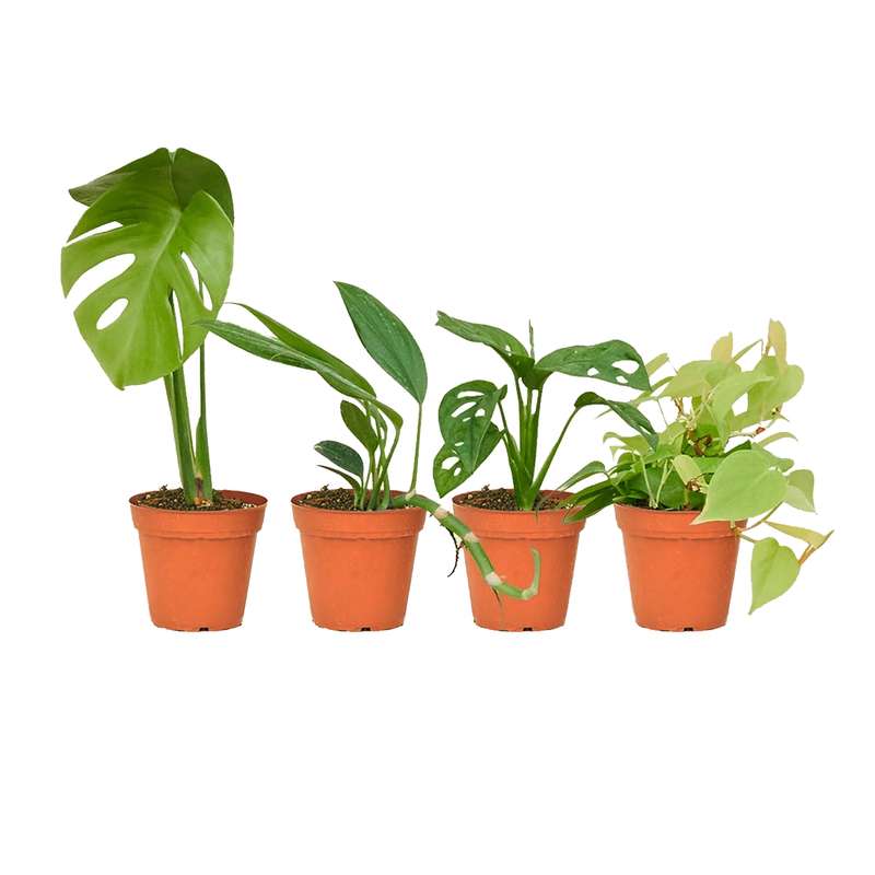 گیاه طبیعی آپارتمانی مدل P4 مجموعه چهار عددی گیاه طبیعی آپارتمانی مدل P4 مجموعه چهار عددی