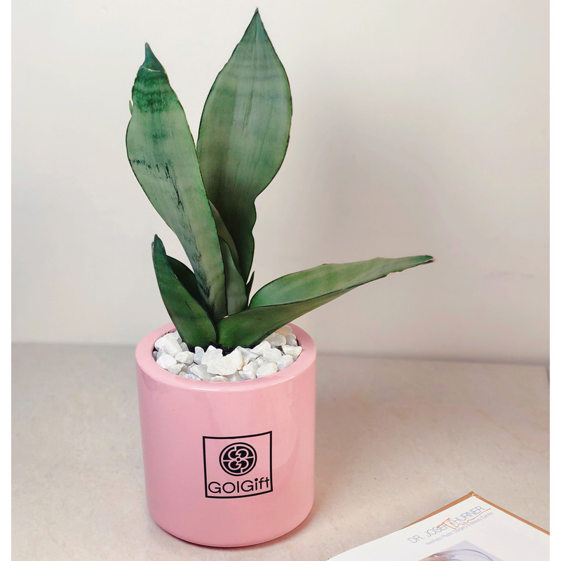 گیاه طبیعی سانسوریا مهتابی گل گیفت کد GP004