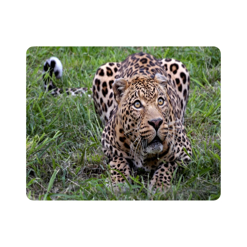 ماوس پد اطلس آبی  طرح پلنگ آفریقایی مدل T7654