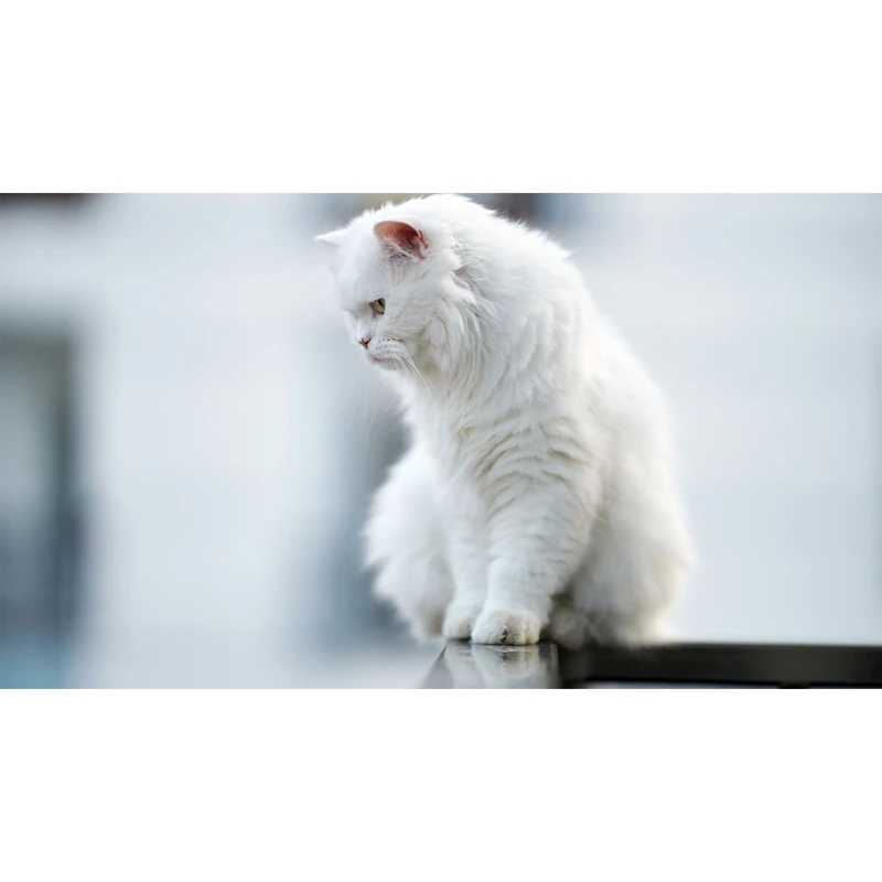 تابلو شاسی طرح گربه مدل T7754