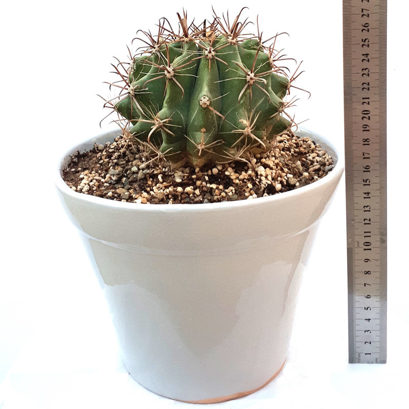 ژیمنوکالیسیوم اسپگازینی تیغ بلند مدل Sh456791