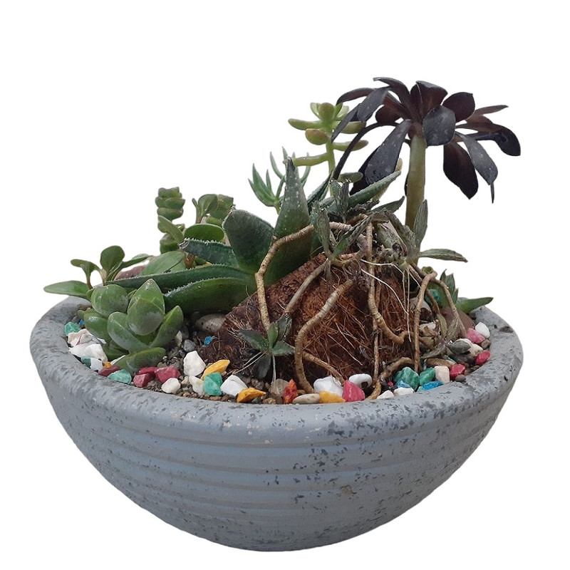 گیاه طبیعی کاکتوس مدل جزیره