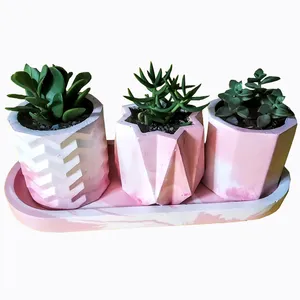 گیاه طبیعی ساکولنت مدل A-11 مجموعه 3 عددی