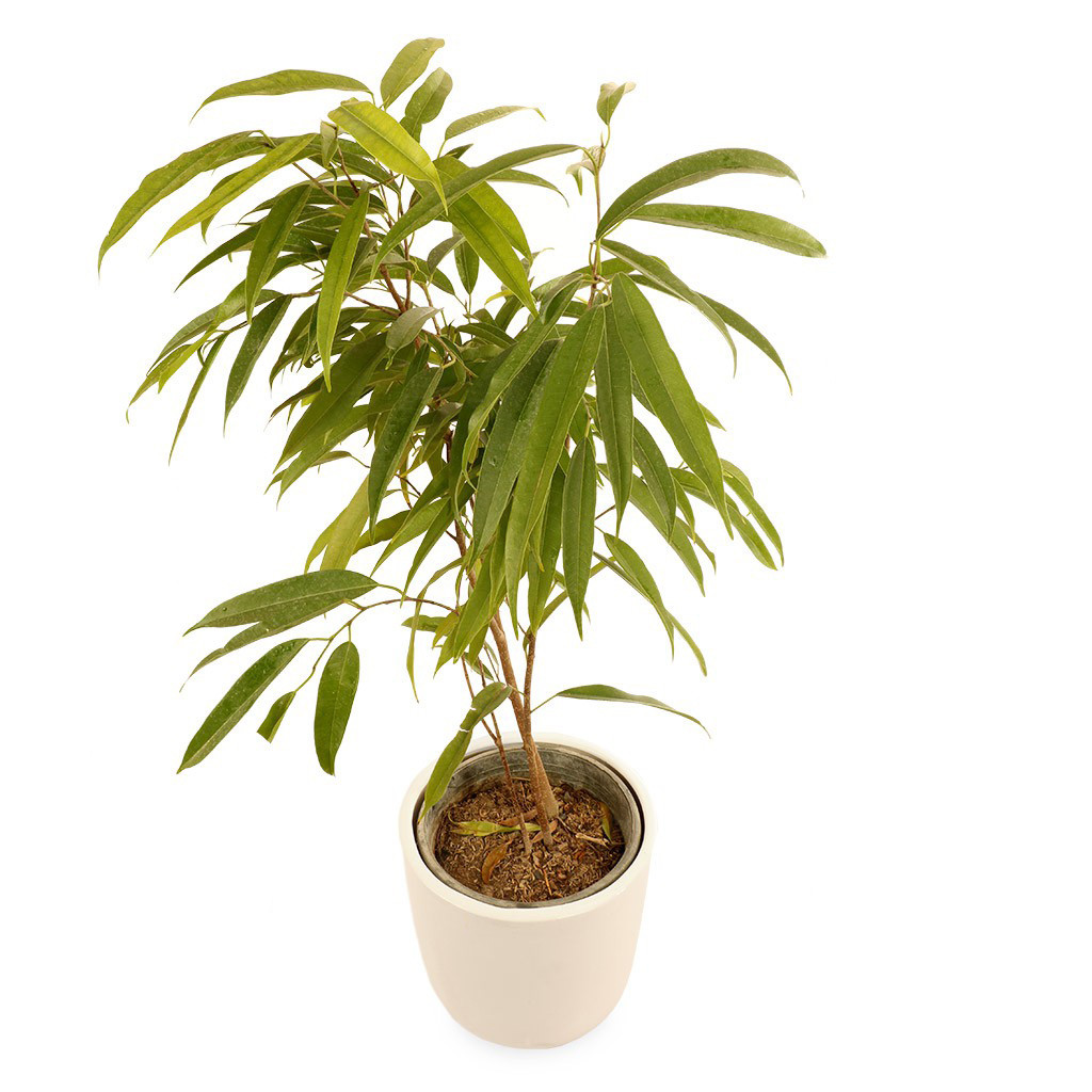 گلدان بنجامین آمستل گلیتال مدل GTL127