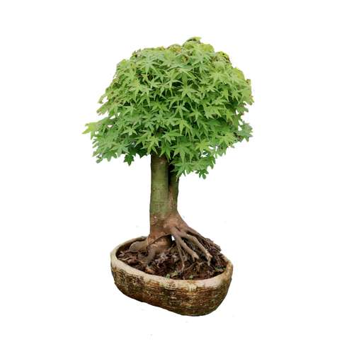 گیاه طبیعی بونسای افرا  مدل 006fp