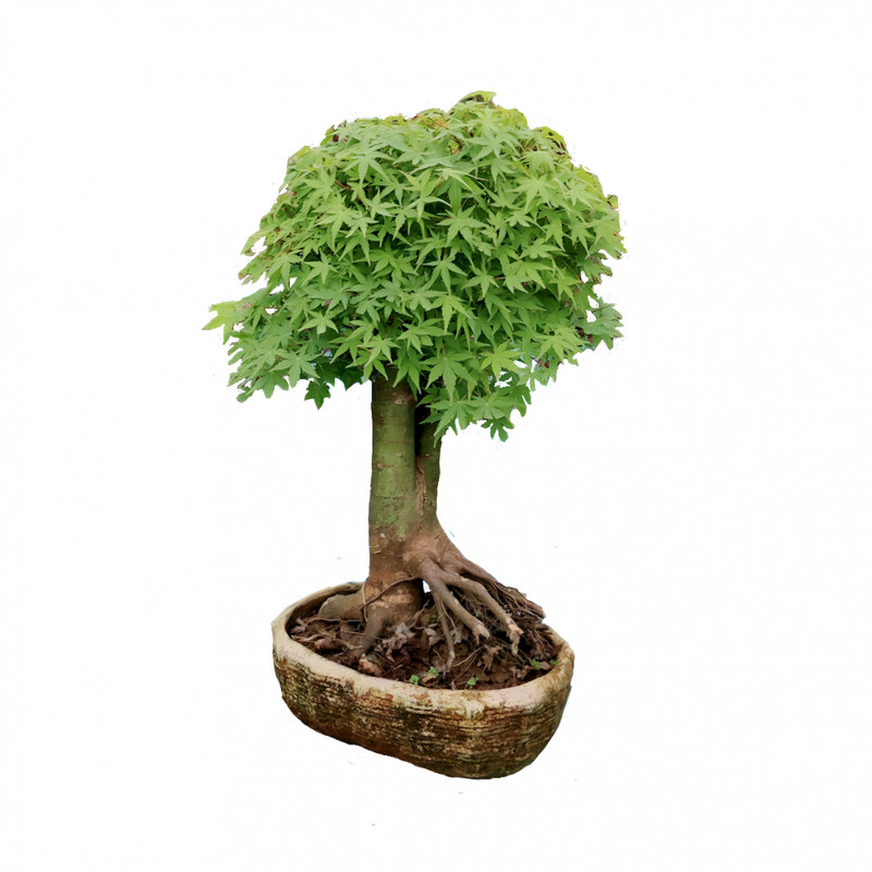 گیاه طبیعی بونسای افرا مدل 006fp