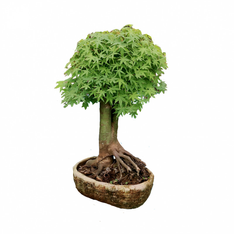 گیاه طبیعی بونسای افرا  مدل 006fp