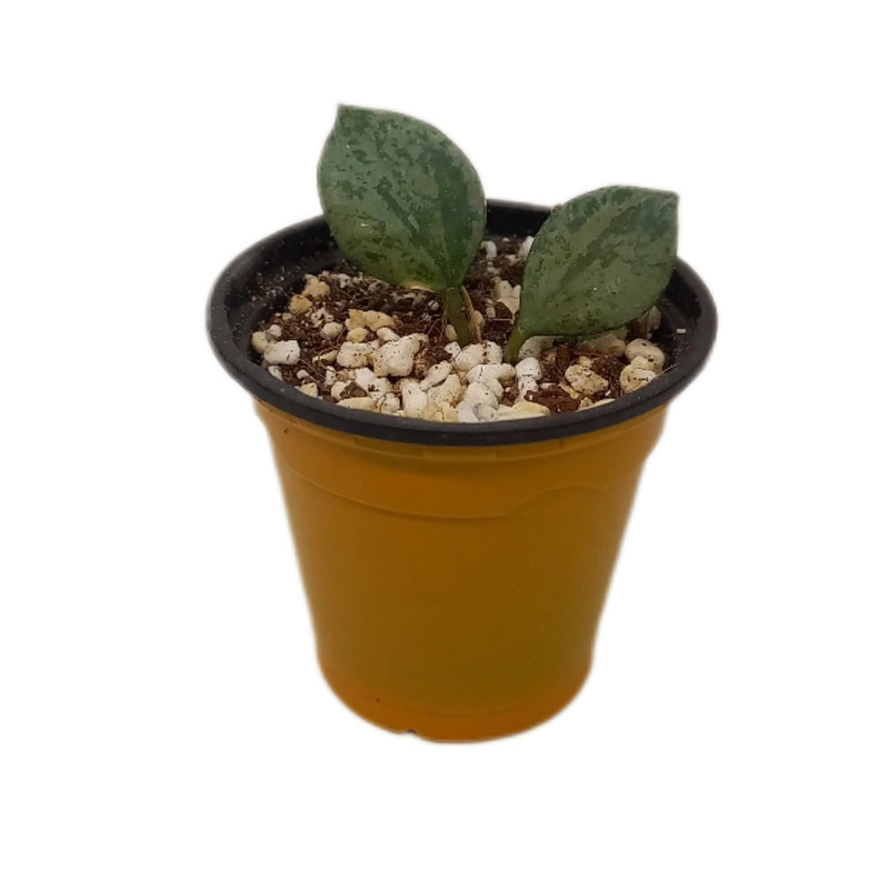 گیاه طبیعی هویا کروهینا کد 0092 گیاه طبیعی هویا کروهینا کد 0092