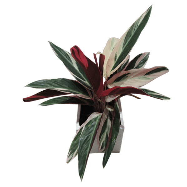 گیاه طبیعی مارانتا کد GH - M01