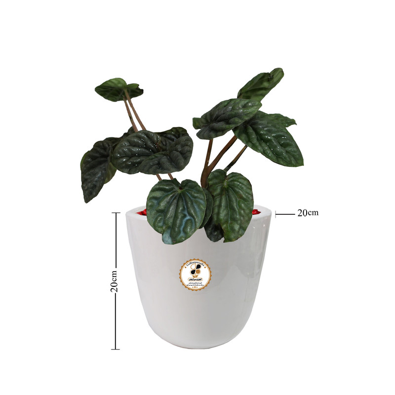 گیاه طبیعی پیله آ شرکت گلباران سبز گیلان مدل GN13-4AM گیاه طبیعی پیله آ شرکت گلباران سبز گیلان مدل GN13-4AM