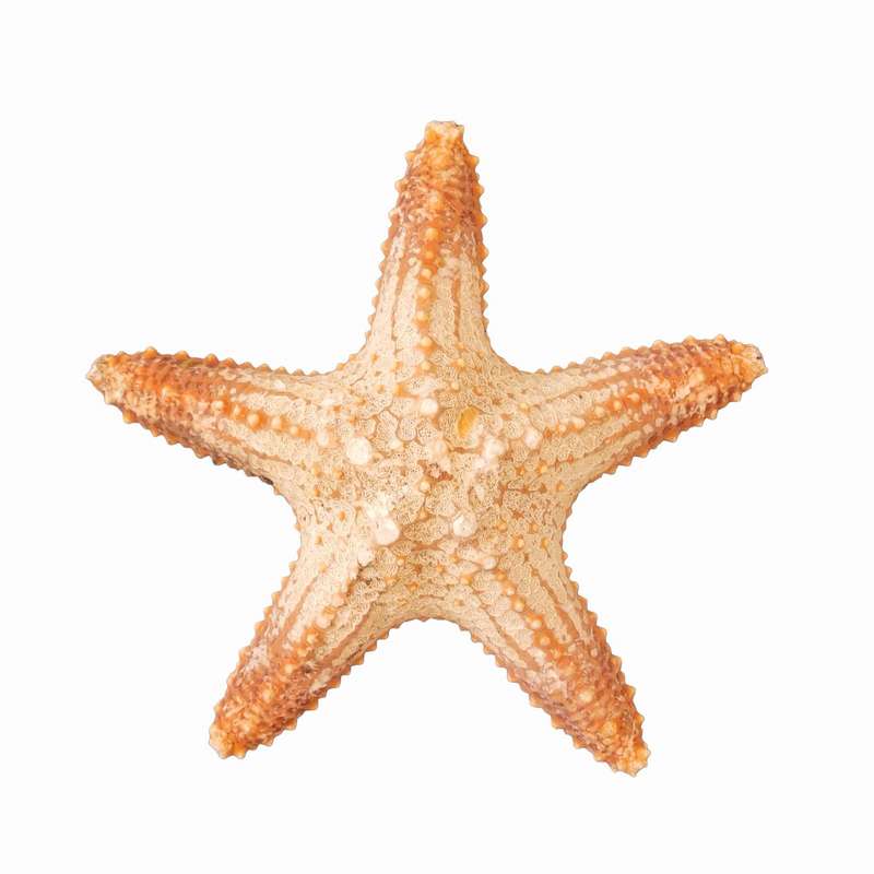 ستاره دریایی تزیینی مدل n21