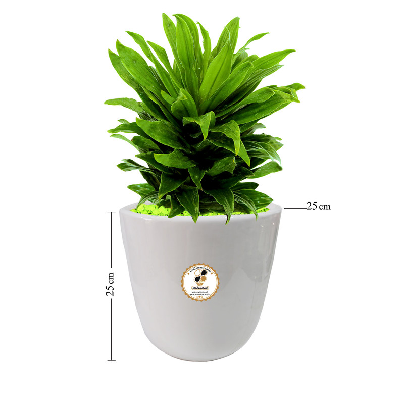 گیاه طبیعی دراسنا کامپکت شرکت گلباران سبز گیلان مدل GN12-17L گیاه طبیعی دراسنا کامپکت شرکت گلباران سبز گیلان مدل GN12-17L