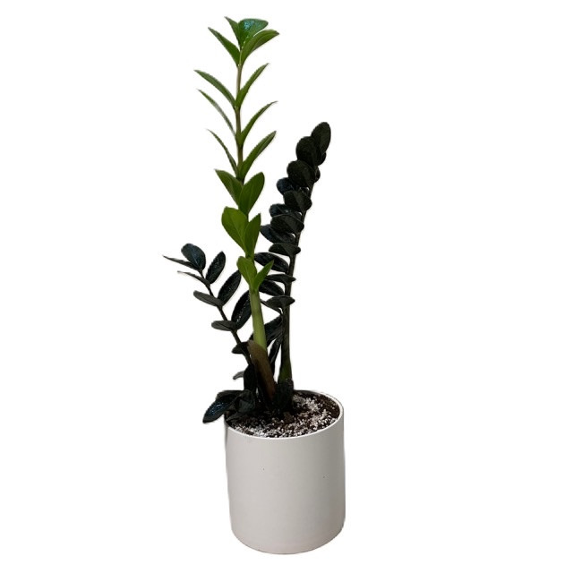 گیاه طبیعی زاموفیلیا مدل 65602