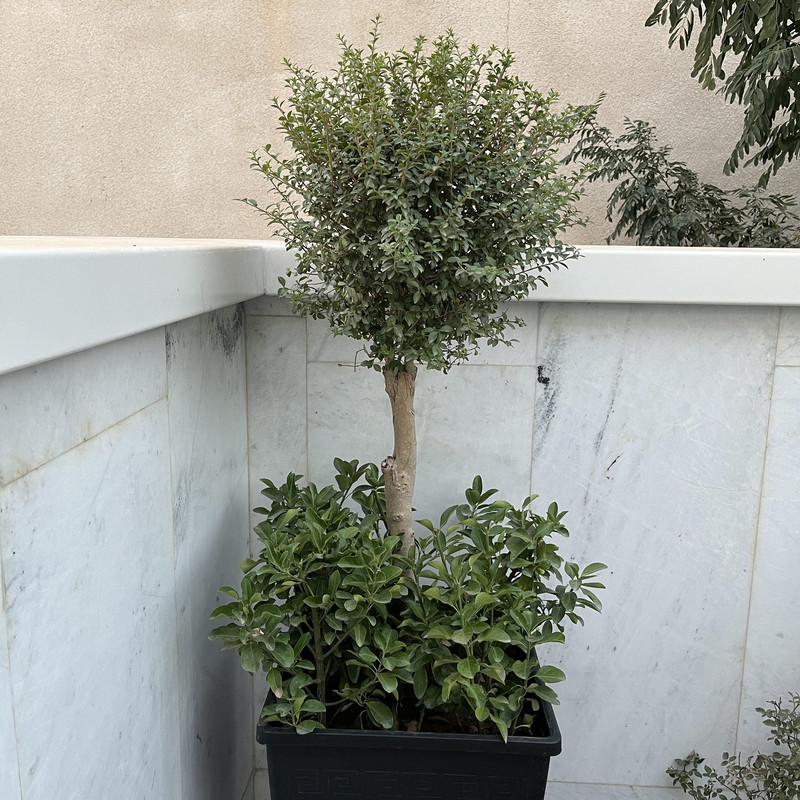 کود آمینو اسید مدل ضد تنش و ضد استرس وزن 50 گرم کود آمینو اسید مدل ضد تنش و ضد استرس وزن 50 گرم