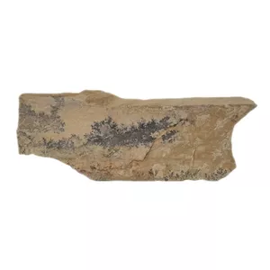 سنگ راف شجر مدل فسیلی کد 188