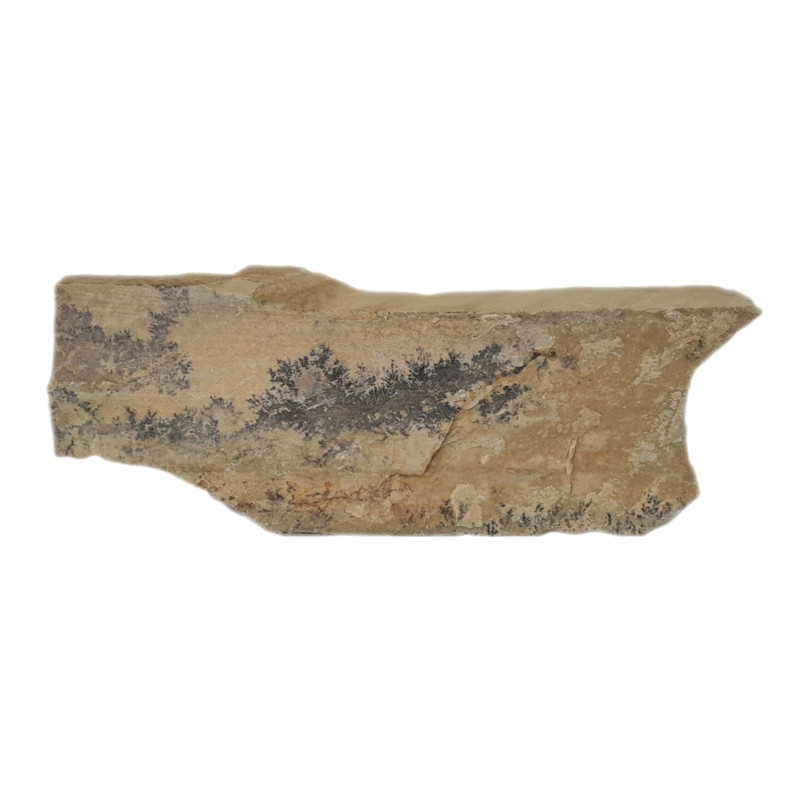 سنگ راف شجر مدل فسیلی کد 188