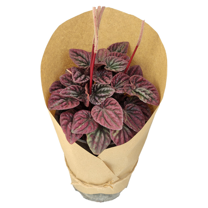 گیاه طبیعی پپرومیا قرمز کد yt3