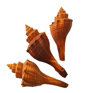 صدف تزیینی آکواریوم کد 101 مجموعه 3 عددی