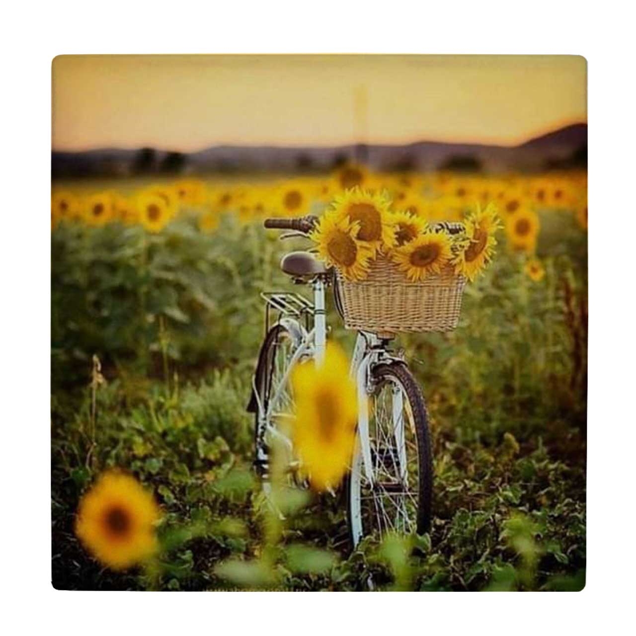کاشی کارنیلا طرح دشت گل های آفتابگردان و دوچرخه کد wk4577