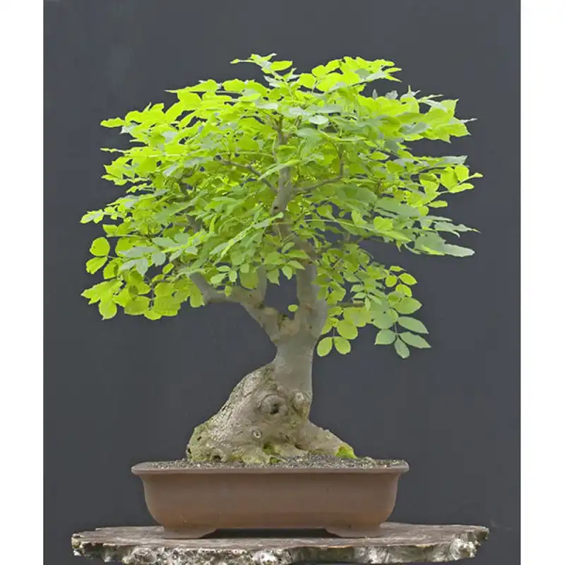 بذر بنسای زبان گنجشک سانیا سید مدل  SS71