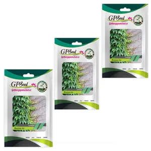 بذر گل موچسب گلبرگ پامچال کد GPF-341 مجموعه 3 عددی 