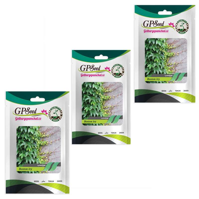 بذر گل موچسب گلبرگ پامچال کد GPF-341 مجموعه 3 عددی