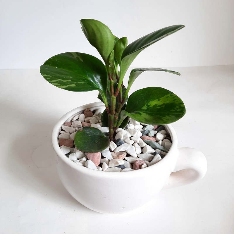 گیاه طبیعی مدل پپرومیا قاشقی کد 11 گیاه طبیعی مدل پپرومیا قاشقی کد 11