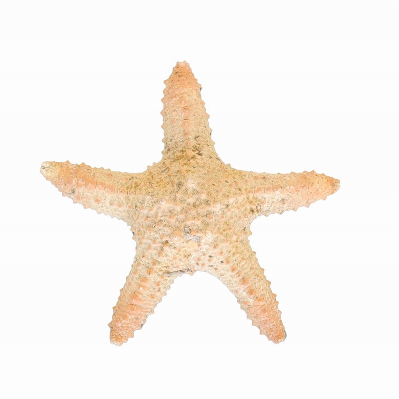 ستاره دریایی تزیینی مدل d16