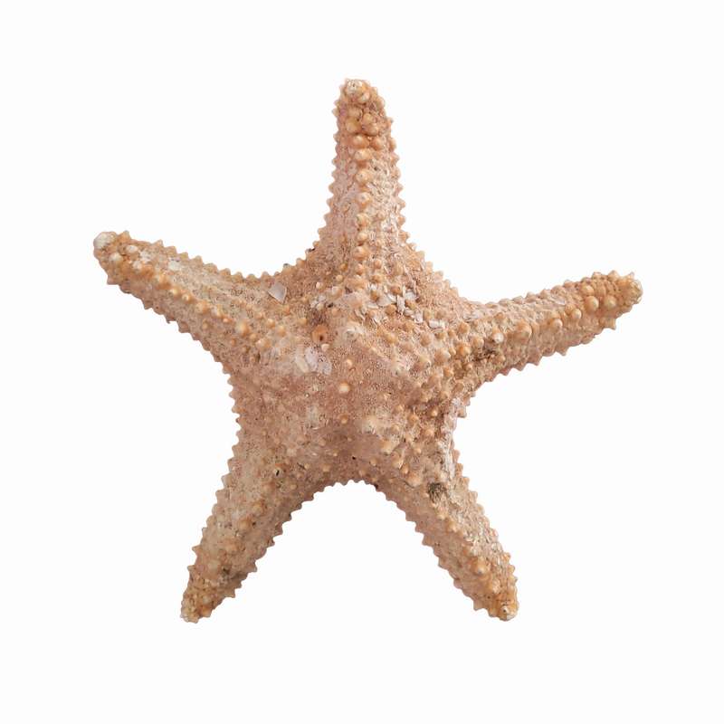 ستاره دریایی تزیینی مدل v9