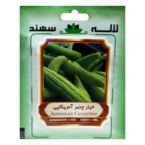 بذر خیار چنبر آمریکایی لاله سهند کد LSP-040