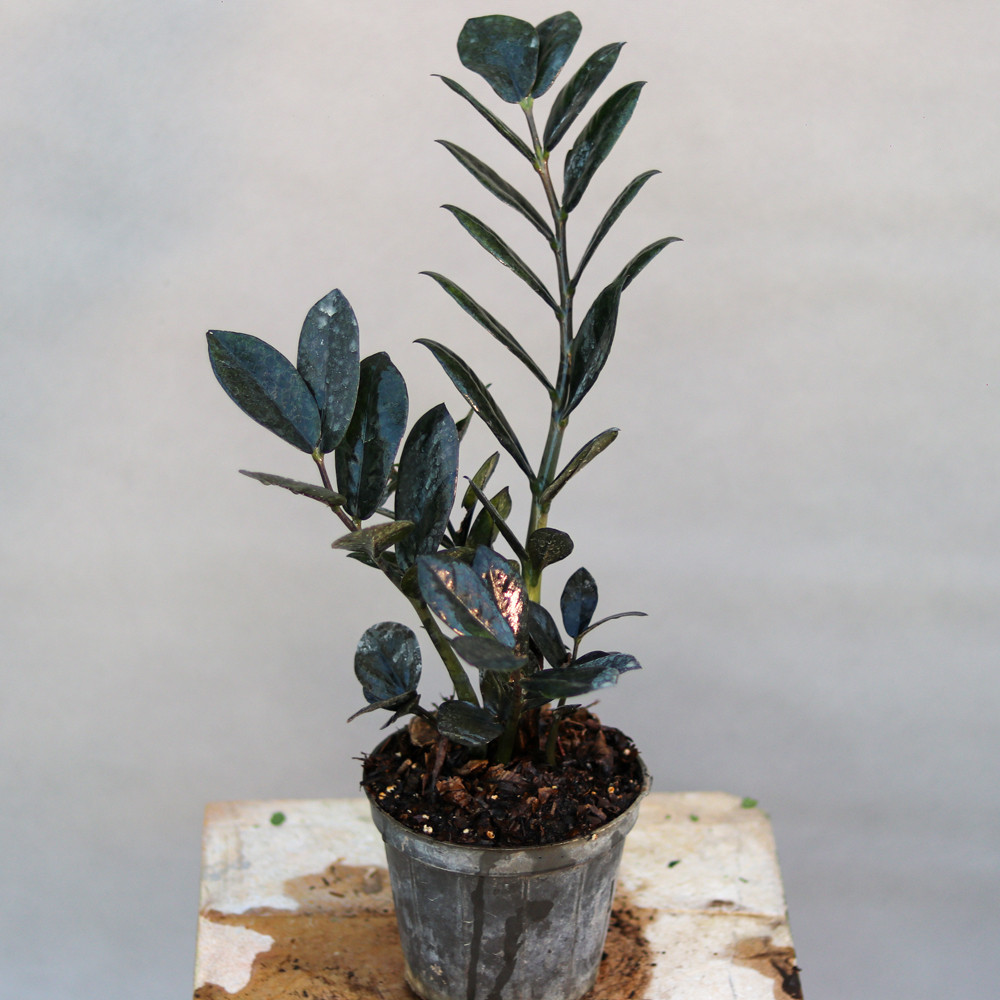 گیاه طبیعی زامیفولیا بلک مدل 01