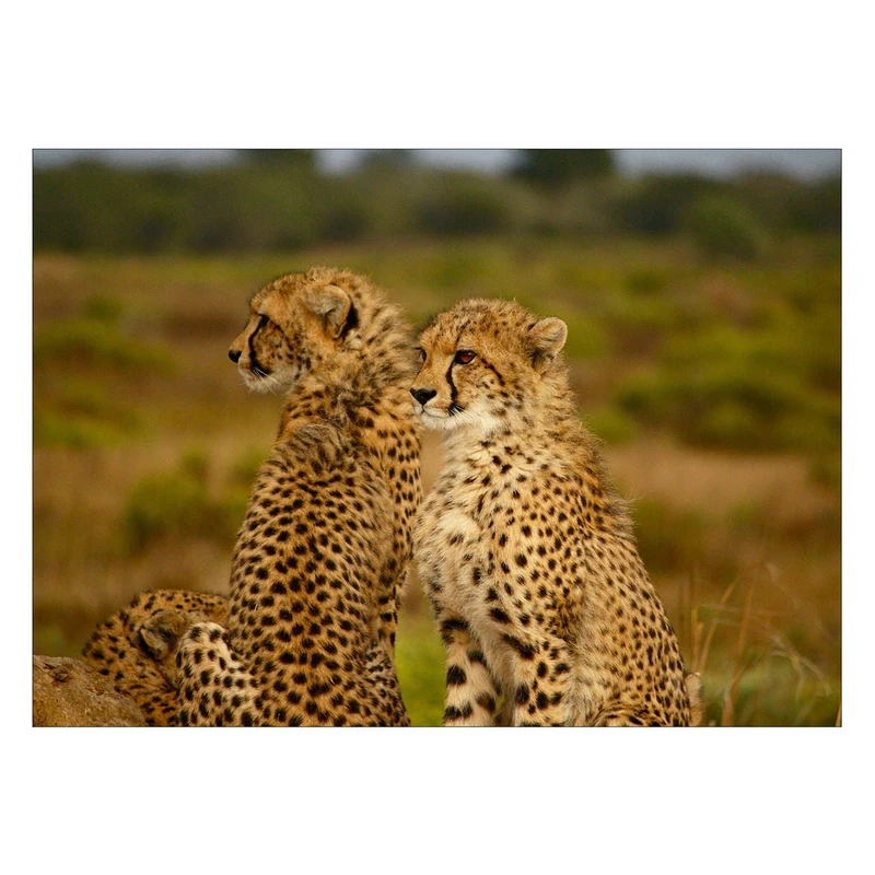 تابلو شاسی ونسونی طرح Chitta Babies سایز 50 × 70 سانتی متر