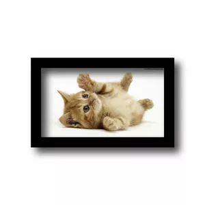 تابلو مدل حیوانات خانگی طرح گربه پیشی شیطون