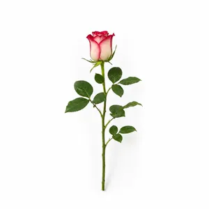 شاخه گل رز طبیعی مدل هلندی