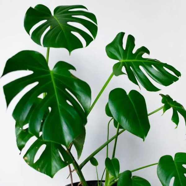 گیاه طبیعی مانسترا تافکو مدل پنجه شیری کد 2x گیاه طبیعی مانسترا تافکو مدل پنجه شیری کد 2x