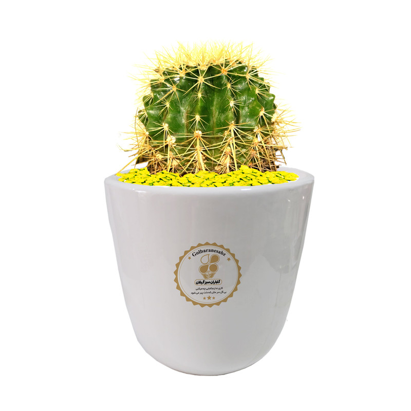 گیاه طبیعی اچینو گلباران سبز گیلان مدل GN13-28L