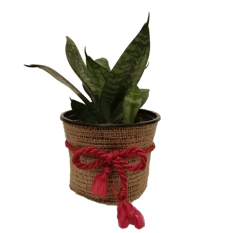 گیاه طبیعی سانسوریا پا کوتاه کد pg_12