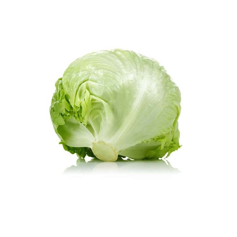 بذر کاهو استاندارد ایران بذر مدل آیس برگ