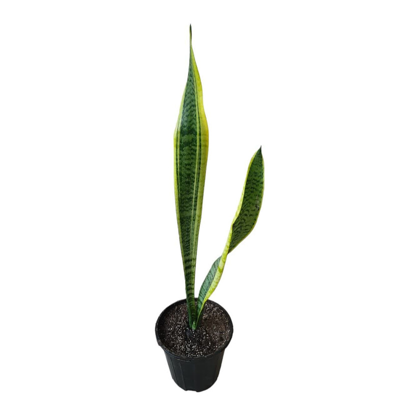 گیاه طبیعی سانسوریا مدل ابلق شمشیری کد 175