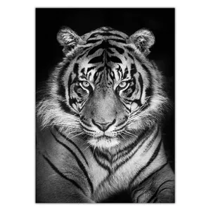 Wensoni Black Tiger Chassis Size 50 x 70 Cm