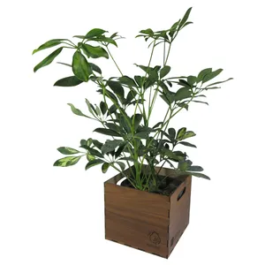 گیاه طبیعی شفلرا ناردونه کد  AB - L01