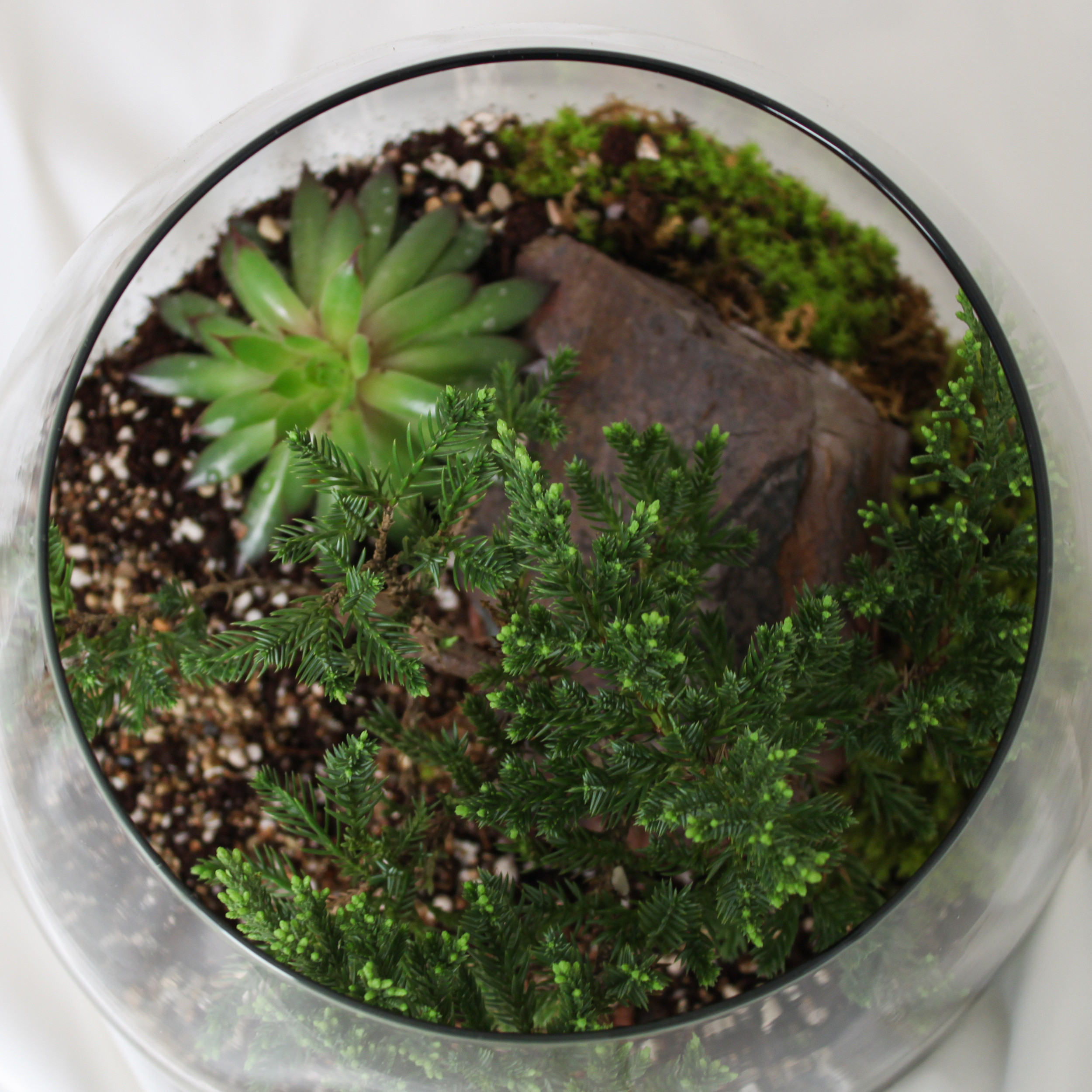 تراریوم گیاه طبیعی کد zhp-999