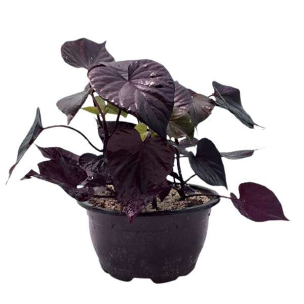 گیاه طبیعی اپومیای بنفش کد epo01 گیاه طبیعی اپومیای بنفش کد epo01