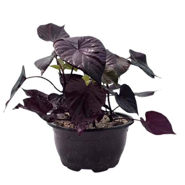 گیاه طبیعی اپومیای بنفش کد epo01 گیاه طبیعی اپومیای بنفش کد epo01