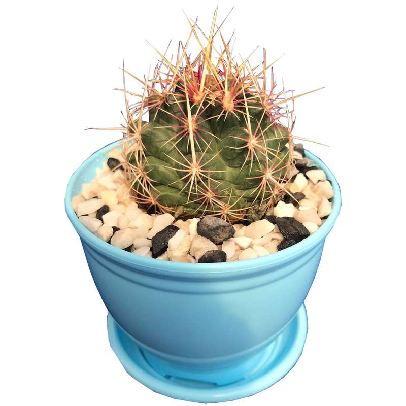 گیاه طبیعی کاکتوس تلو مدل TT-140