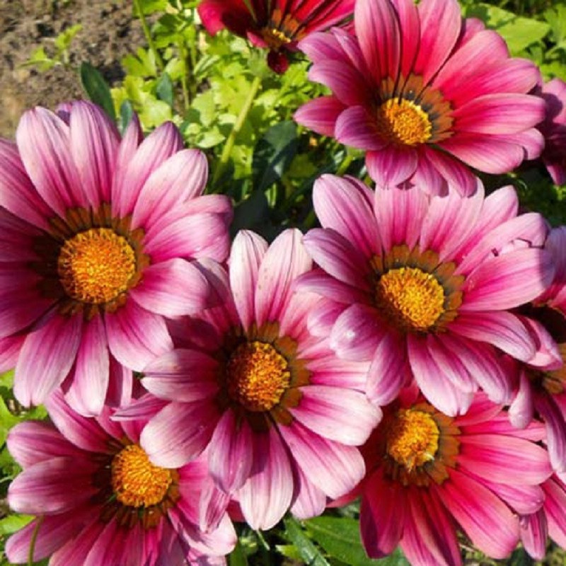 بذر گل گازانیا پا کوتاه یاسی جی پی سید مدل GP28440 بذر گل گازانیا پا کوتاه یاسی جی پی سید مدل GP28440