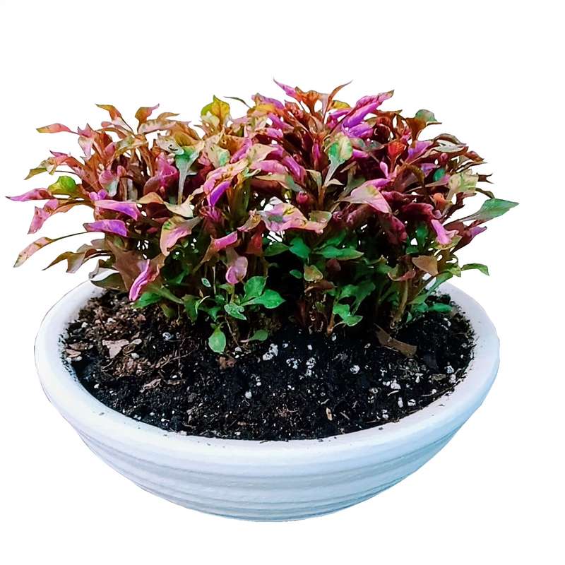 گیاه طبیعی مدل رویال D-6