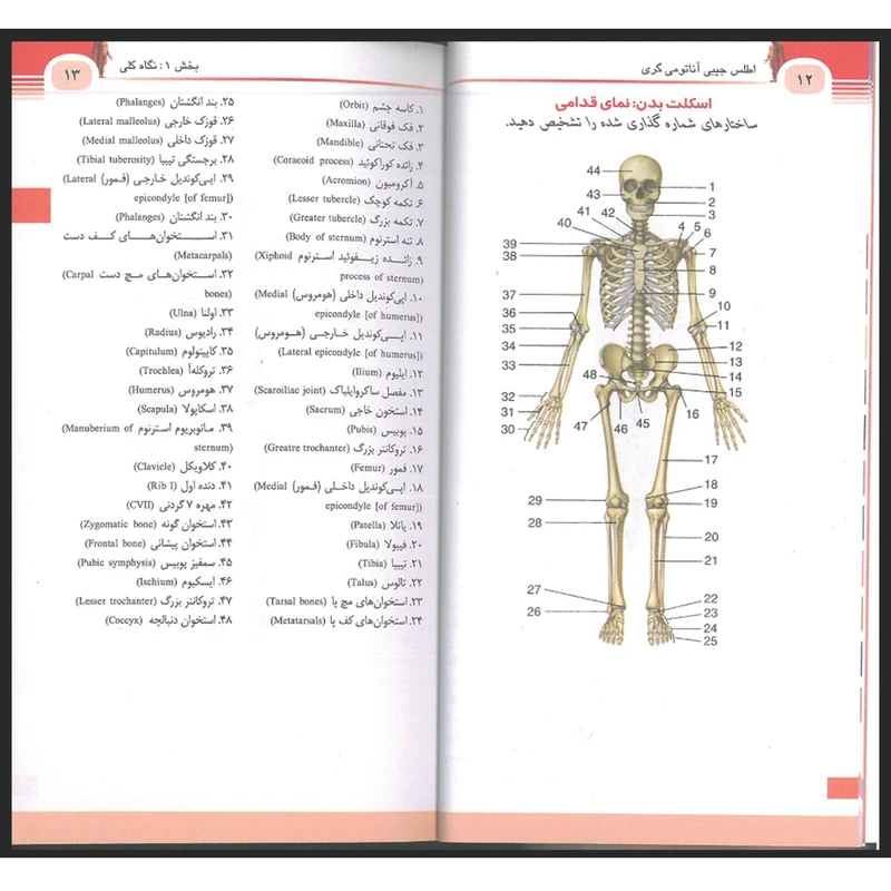 عکس شماره 4 : کتاب اطلس جیبی آناتومی گری 2024 اثر دکتر رضا شیرازی و زهرا عقیقی انتشارات اندیشه رفیع