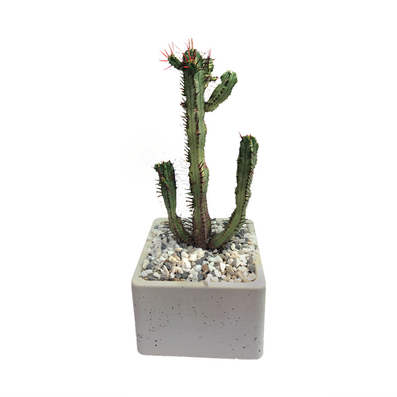 گیاه طبیعی کاکتوس افوربیا انوپلا مدل ks59